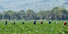 Caporalato, controlli a tappeto: irregolare un’azienda agricola su due
