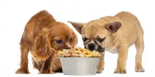 Per la ciotola di Fido gli italiani spendono 1,3 miliardi
