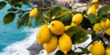 Limoneti di Amalfi: eccellenza agricola patrimonio Fao