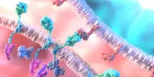 Car-T italiane aprono la strada a cure standard per il neuroblastoma