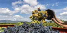 Tommasi cresce in Puglia: acquisite Tenuta Eméra e Cantina Moros