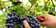 Vendemmia da record, ma c’è il nodo consumi