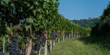 Vino, rimbalzo della vendemmia trainata dal Sud (dopo due anni di produzione in calo)