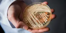 Super fungo farmacoresistente dilaga in Europa: l’Italia è terza per numero di casi