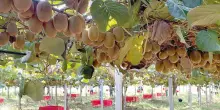 Frutta esotica risorsa  strategica per l’agricoltura: a caccia del «nuovo kiwi»