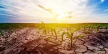 Settembre sembra agosto: i campi della Puglia sono sempre più senz’acqua