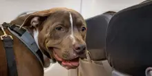 Da oggi i cani di taglia grande possono viaggiare nella cabina dell’aereo: dal posto alle uscite di emergenza, ecco le regole