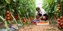 Al via il marchio “Biologico italiano”, tutelerà i prodotti made in Italy