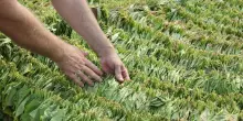 Tabacco, Masiello alla guida dei produttori europei