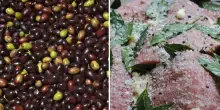 Olive Taggiasche liguri e Carne Salada  del Trentino diventano Igp