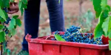 Cantina di Venosa punta sull’enoturismo e investe 3,4 milioni