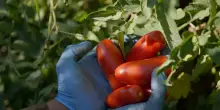 San Marzano Dop, campagna da record: mai così alti i ricavi per gli agricoltori