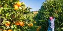 Sicilia, l’ortofrutta spazia dagli avocado agli agrumi