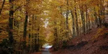 Tra foglie e radici, misteri e sorprese nelle foreste del Sud
