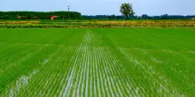 Nuovo bando da 40 milioni per incentivare la diversificazione delle imprese agricole