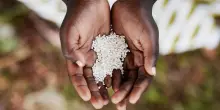 Resilienza agricola e tecnologia per la sicurezza alimentare
