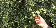 Marche, sostegno ai consorzi di tutela delle produzioni di qualità del food