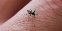 Chikungunya, arriva il primo vaccino per fermarla