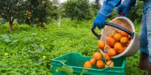 Sicilia in campo contro i tagli alla Pac