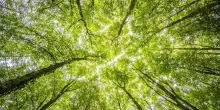Il parlamento europeo approva la Nature Restoration Law: ricucire lo strappo con la natura si può