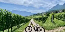 Wine&Bike Alto Adige: otto tour in sella tra vigneti e cantine d’eccellenza