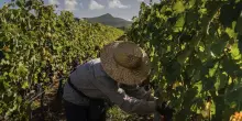 Il vino è un affare di famiglia: ecco chi domina il mercato italiano