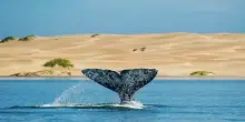 Australia, scoperti i resti di un antico discendente delle balene