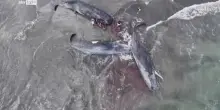 Giappone, drone riprende 4 carcasse di balene spiaggiate