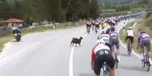Capra attraversa la strada durante terza tappa del Giro d'Italia