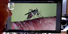 West Nile virus, donna di 81 anni morta in provincia di Rovigo
