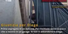 Reggio Emilia, morte pitbull Diego: condanna dalla Brambilla
