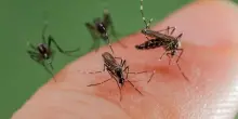 Chikungunya, Dengue e West Nile, crescono casi in Veneto: cosa sapere