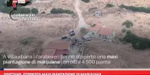 Oristano, scoperta maxi piantagione di marijuana