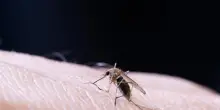 West Nile, casi raddoppiati in 7 giorni. Le regioni più colpite