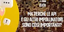 Giornata mondiale delle api, l'importanza degli insetti impollinatori