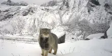 Himalaya, scattata la prima foto del gatto di Pallas a 5.000 metri