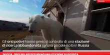 Russia, orsi polari occupano una stazione di ricerca