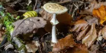 Australia, donna condannata per aver avvelenato dei parenti con funghi
