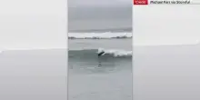 Nuova Zelanda, foca gioca cavalcando le onde a Te Awanga