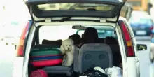 'Bau the way', il servizio di Locauto contro l'abbandono degli animali