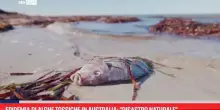 Epidemia di alghe tossiche in Australia: 'Disastro naturale'