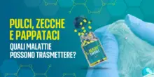 Pulci, zecche e pappatici quali malattie possono trasmettere