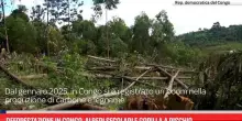Deforestazione in Congo, alberi secolari e gorilla a rischio