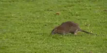 Un topo fa 'invasione' di campo durante Galles-Belgio: hai visto il VIDEO?