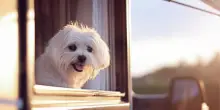 Cani in vacanza a supporto delle disabilità: camper soluzione ideale