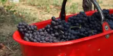 Cambiamento climatico, vendemmia anticipata in Piemonte