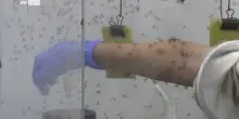 West Nile, altri casi registrati nel Lazio
