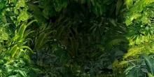 Takahashia japonica, cos'è il parassita che allarma il Nord Italia