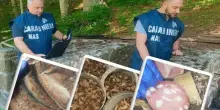 Cibo scaduto da 20 anni, ispezioni dei Nas nei rifugi in Appennino