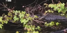 Due italiani ad Alligator Alcatraz, il centro per migranti voluto da Trump in Florida